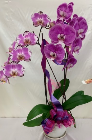 Majestic Orchids Sympathy Vase